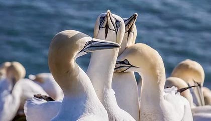 日本国脚佐野海舟结婚，其妻子木下樱是一名模特