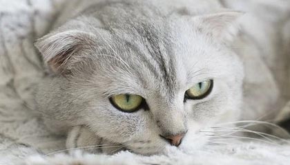 华体会首页-只领先了7分钟...索尔洛特犯规送点，阿拉维斯1-1扳平马竞