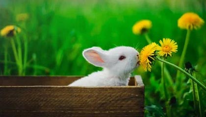 华体会首页-只领先了7分钟...索尔洛特犯规送点，阿拉维斯1-1扳平马竞